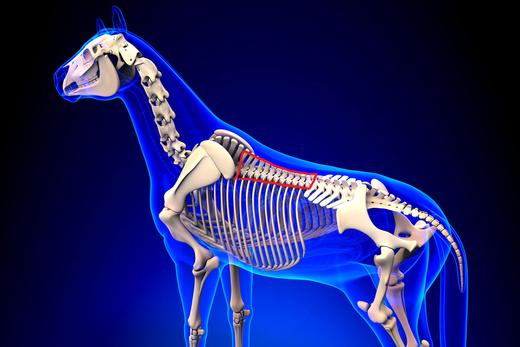 Module 7: Recorded Version Of Our Biomechanics and Saddlefitting Seminar
