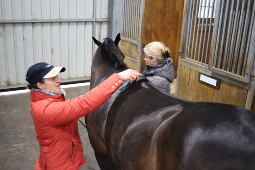Module 1: Basic Saddlefitting For Horse Owners